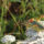projets d'entreprises biodiversité